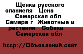 Щенки русского спаниеля › Цена ­ 5 000 - Самарская обл., Самара г. Животные и растения » Собаки   . Самарская обл.